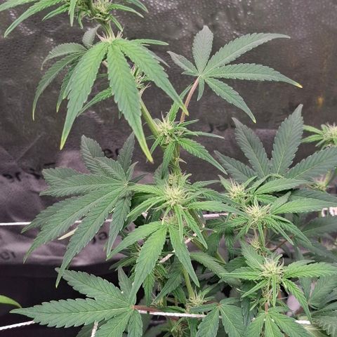 Purple Queen Automatic growlog timeline photo