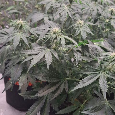Purple Queen Automatic growlog timeline photo