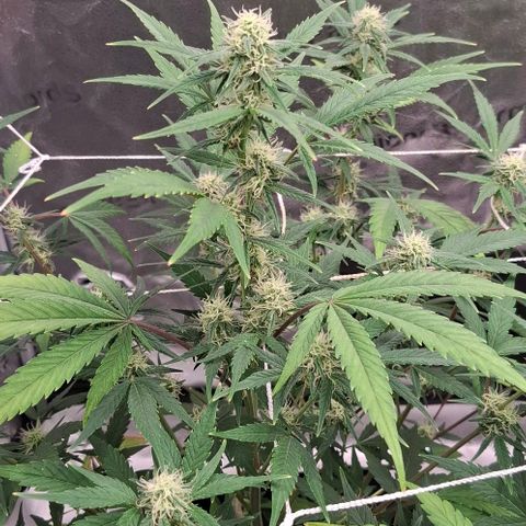 Purple Queen Automatic growlog timeline photo