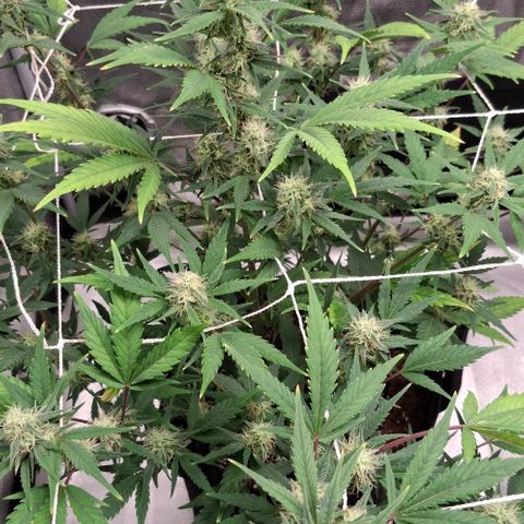 Purple Queen Automatic growlog timeline photo
