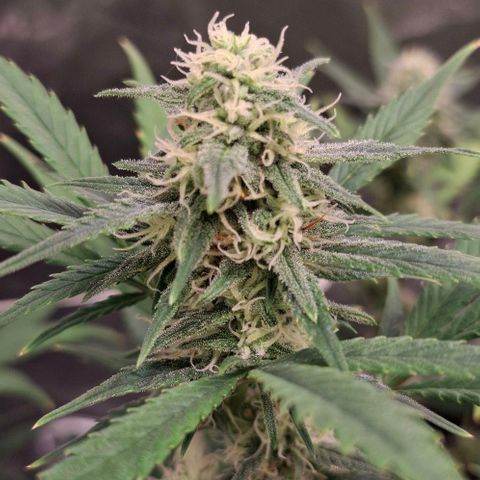 Purple Queen Automatic growlog timeline photo