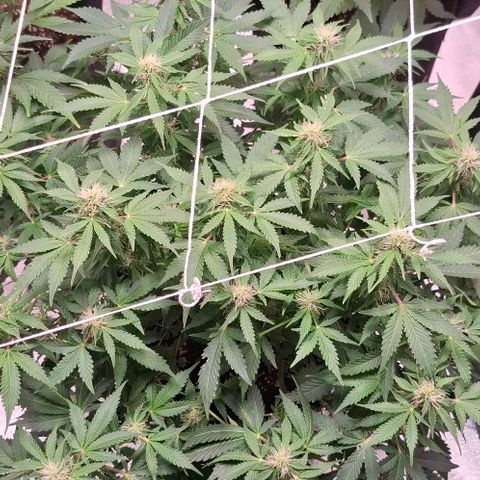 Purple Queen Automatic growlog timeline photo