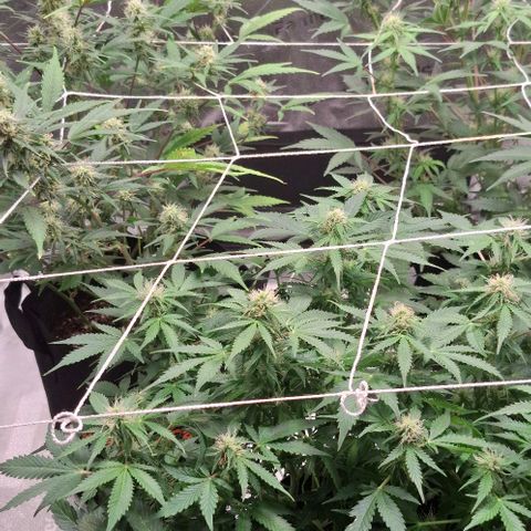 Purple Queen Automatic growlog timeline photo