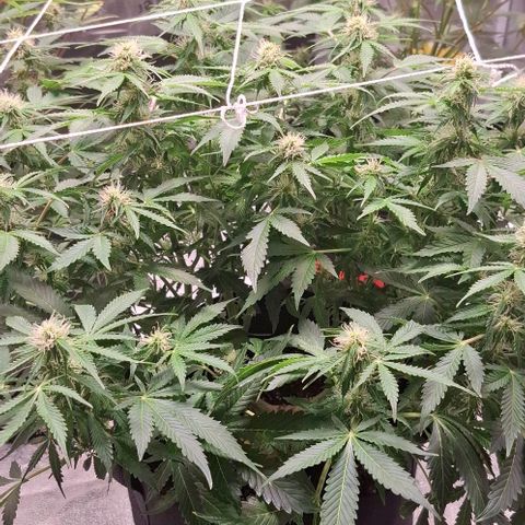 Purple Queen Automatic growlog timeline photo