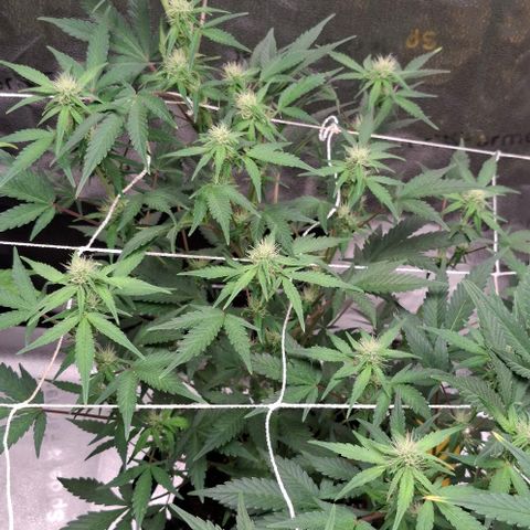 Purple Queen Automatic growlog timeline photo