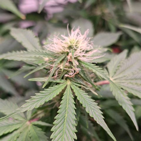 Purple Queen Automatic growlog timeline photo