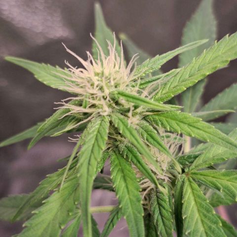 Purple Queen Automatic growlog timeline photo