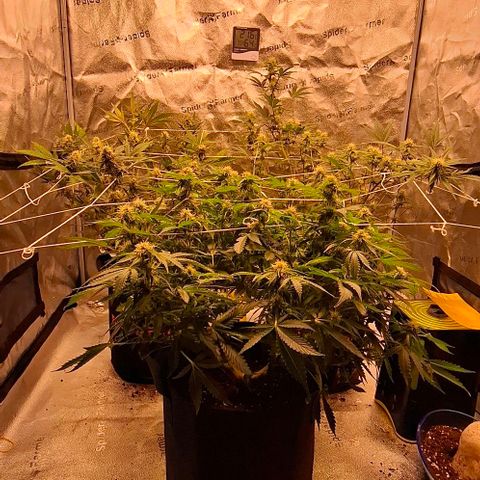 Purple Queen Automatic growlog timeline photo