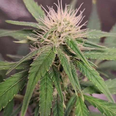 Purple Queen Automatic growlog timeline photo
