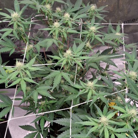 Purple Queen Automatic growlog timeline photo