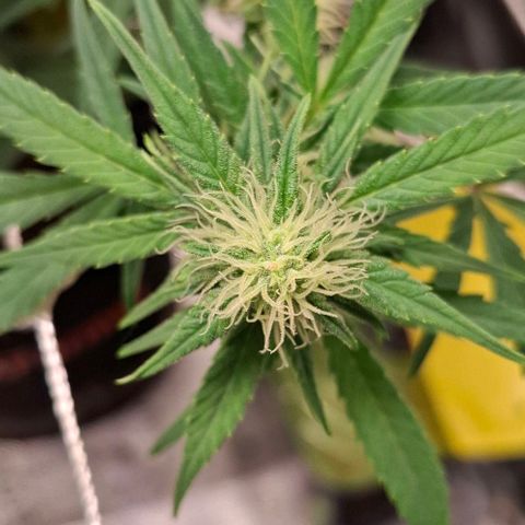 Purple Queen Automatic growlog timeline photo