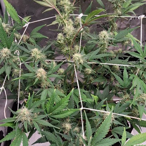 Purple Queen Automatic growlog timeline photo