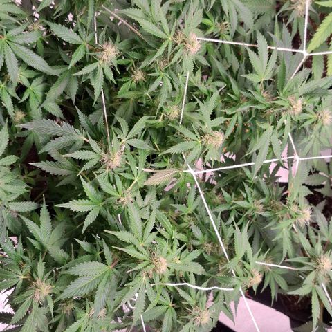 Purple Queen Automatic growlog timeline photo
