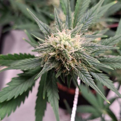 Purple Queen Automatic growlog timeline photo