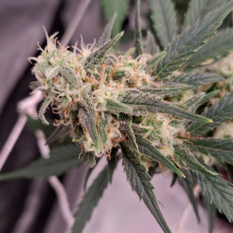 Purple Queen Automatic growlog timeline photo