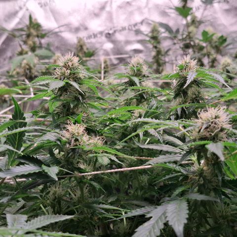Purple Queen Automatic growlog timeline photo