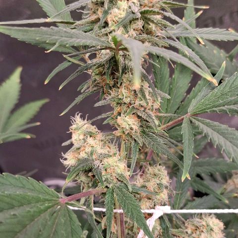 Purple Queen Automatic growlog timeline photo
