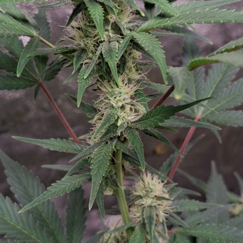 Purple Queen Automatic growlog timeline photo