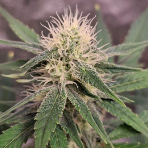 Purple Queen Automatic growlog timeline photo