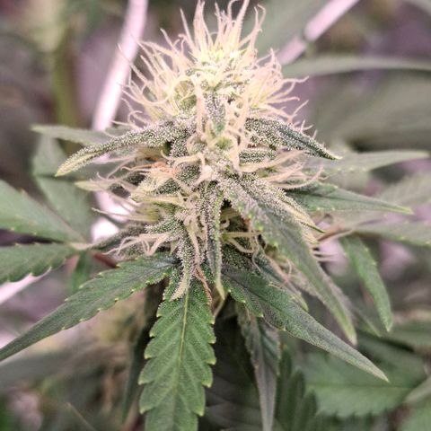 Purple Queen Automatic growlog timeline photo