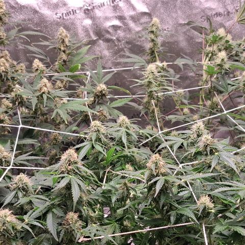 Purple Queen Automatic growlog timeline photo