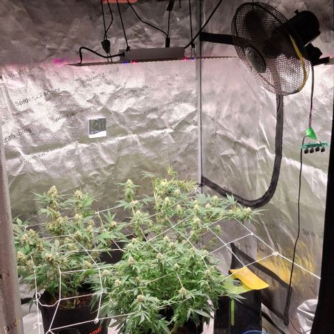 Purple Queen Automatic growlog timeline photo