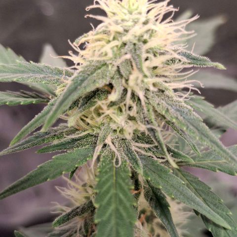 Purple Queen Automatic growlog timeline photo