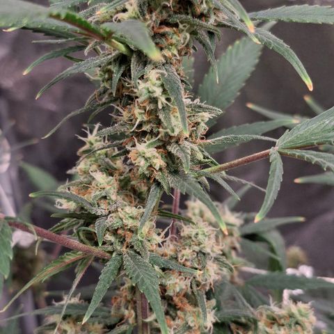 Purple Queen Automatic growlog timeline photo
