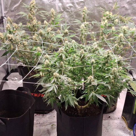 Purple Queen Automatic growlog timeline photo