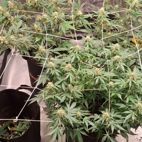 Purple Queen Automatic growlog timeline photo