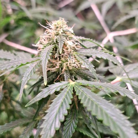 Purple Queen Automatic growlog timeline photo