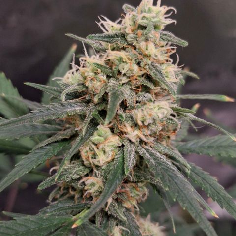 Purple Queen Automatic growlog timeline photo