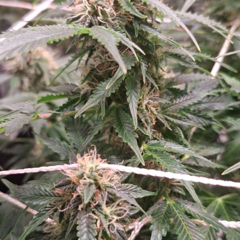 Purple Queen Automatic growlog timeline photo