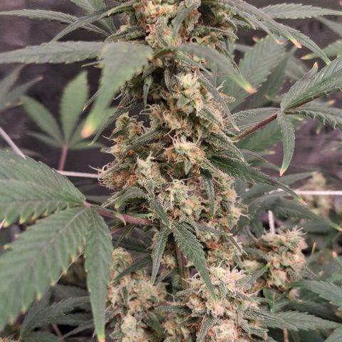 Purple Queen Automatic growlog timeline photo