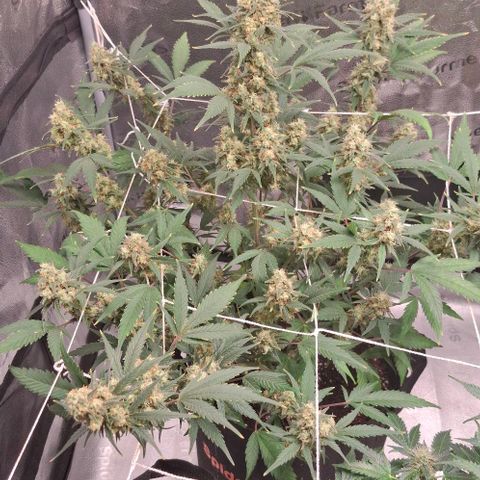Purple Queen Automatic growlog timeline photo