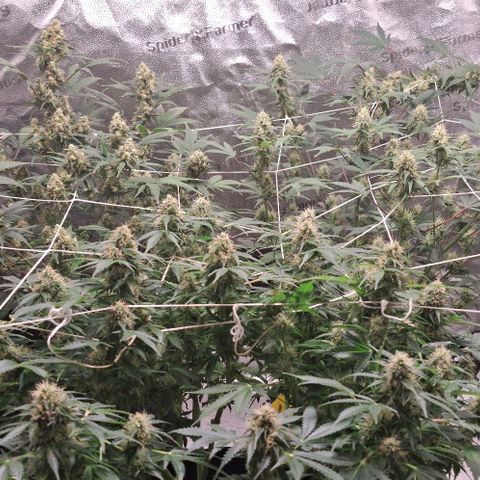 Purple Queen Automatic growlog timeline photo