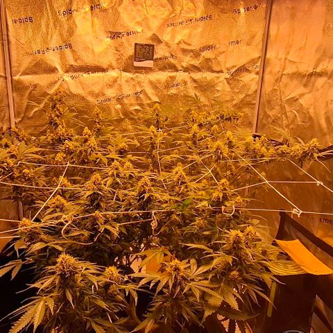Purple Queen Automatic growlog timeline photo