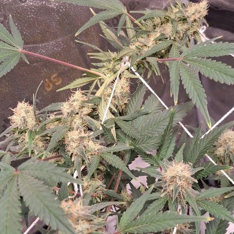 Purple Queen Automatic growlog timeline photo