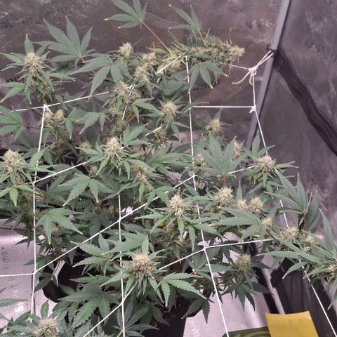 Purple Queen Automatic growlog timeline photo