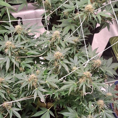 Purple Queen Automatic growlog timeline photo