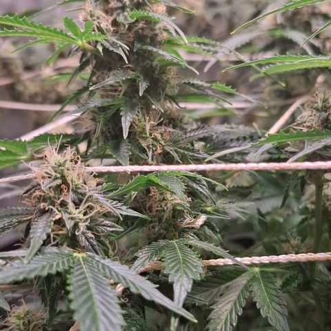 Purple Queen Automatic growlog timeline photo