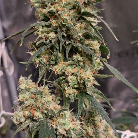 Purple Queen Automatic growlog timeline photo