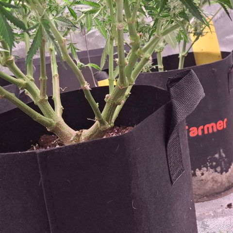 Purple Queen Automatic growlog timeline photo