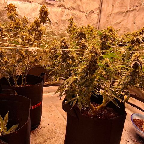 Purple Queen Automatic growlog timeline photo