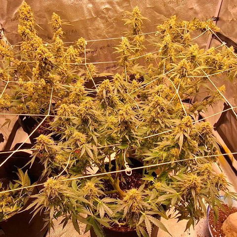 Purple Queen Automatic growlog timeline photo