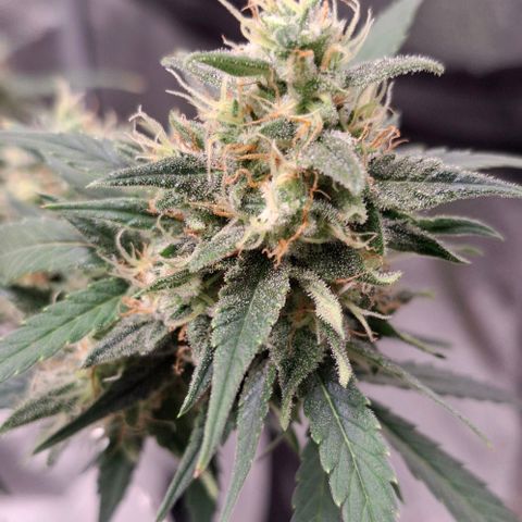 Purple Queen Automatic growlog timeline photo