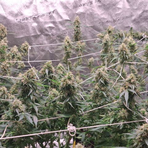 Purple Queen Automatic growlog timeline photo