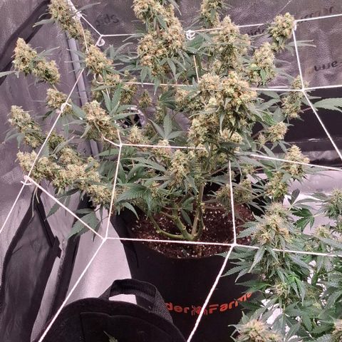 Purple Queen Automatic growlog timeline photo