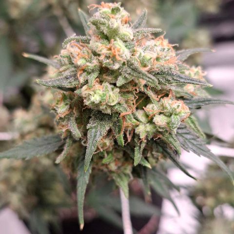 Purple Queen Automatic growlog timeline photo