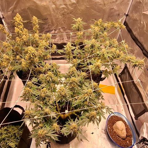 Purple Queen Automatic growlog timeline photo